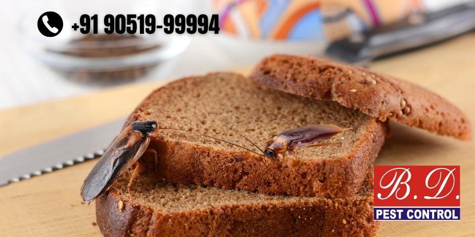 cockroach control service in kolkata