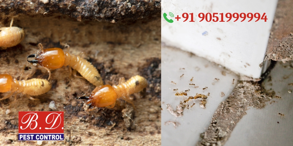 pest control services in park street