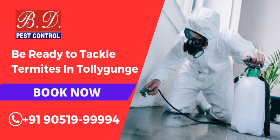 be ready to tackle termites in tollygunge