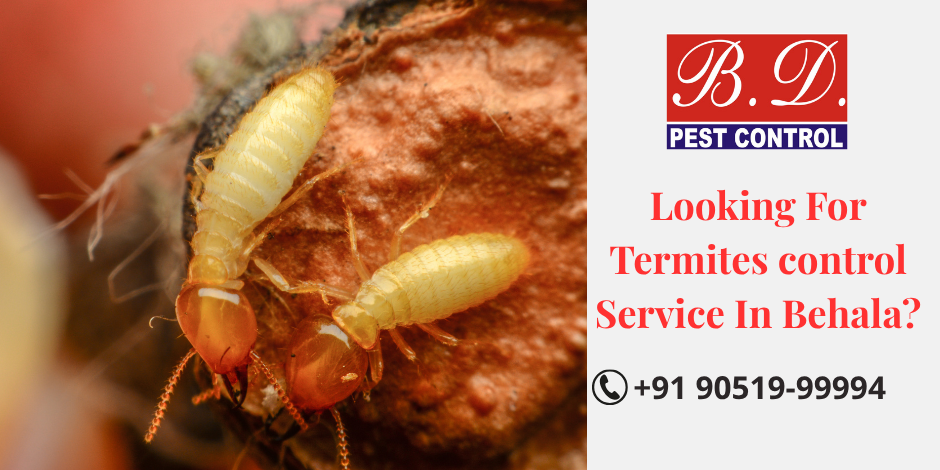 looking for termites control service in Behala