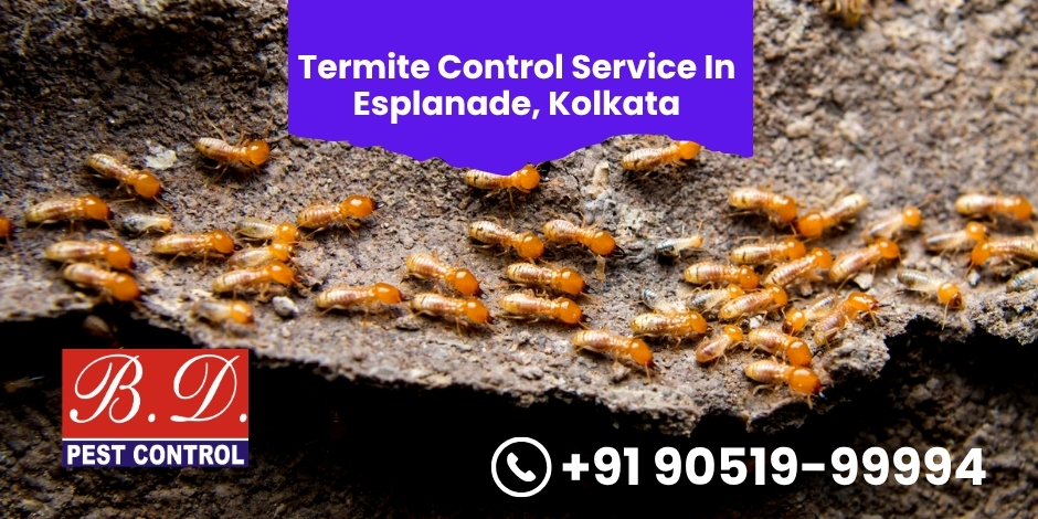 Expert Termite Control Service in Esplanade, Kolkata