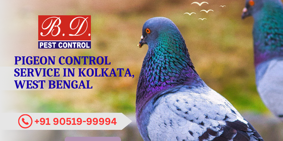 pigeon control service in kolkata, west bengal