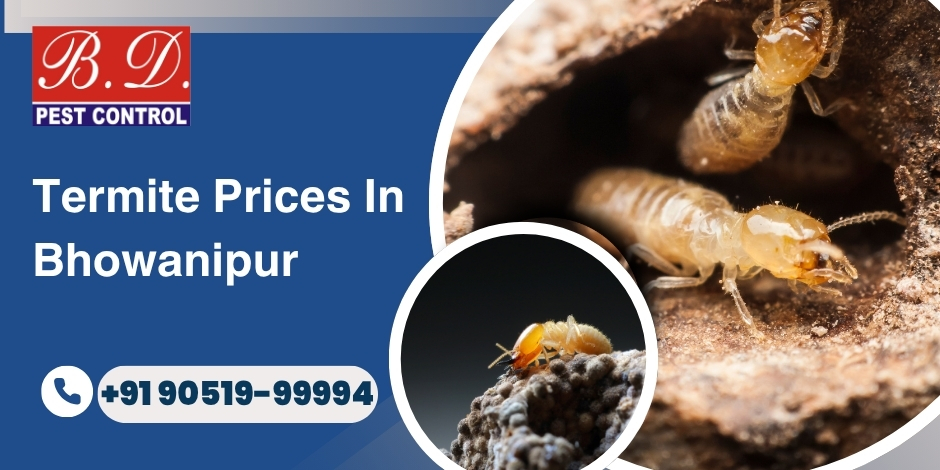 Termite prices in Bhowanipur