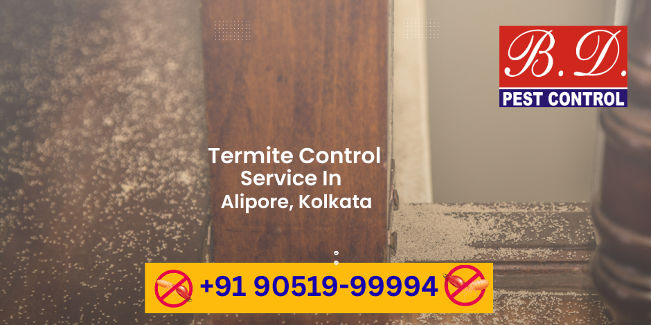 Effective Termite Control Service in Alipore