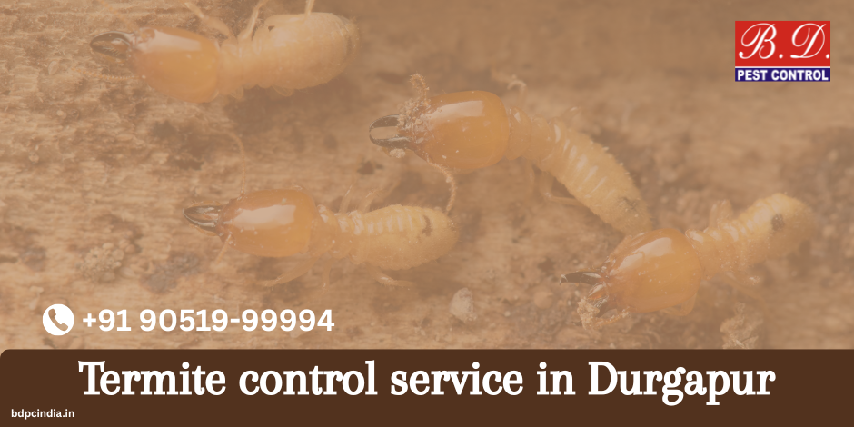 termite control service in Durgapur