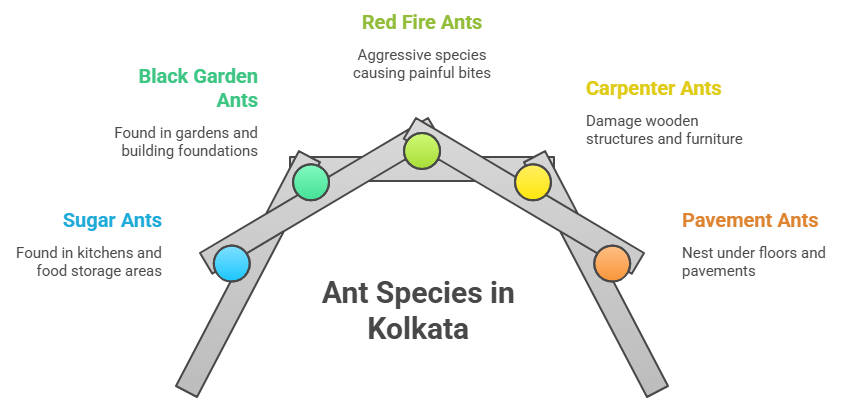 ants control service in Kolkata