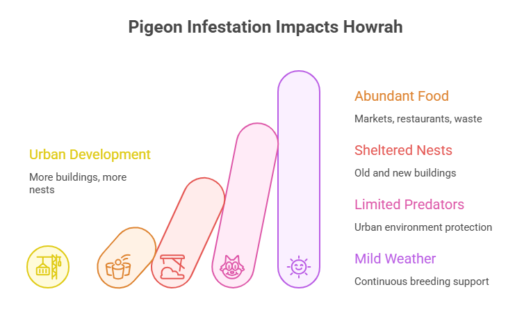 pigeon control service in Howrah